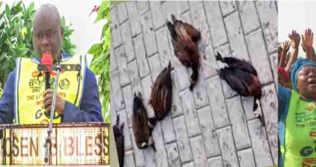 Moment six huge birds drop dead On Lord’s Chosen altar in Lagos
